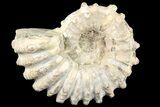 Bumpy Douvilleiceras Ammonite - Madagascar #79138-1